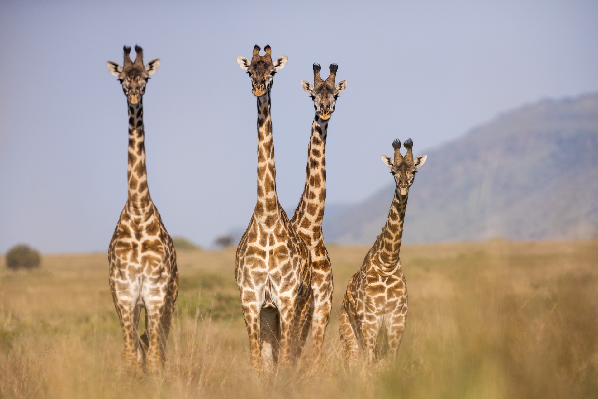 SAFARI AFRICA