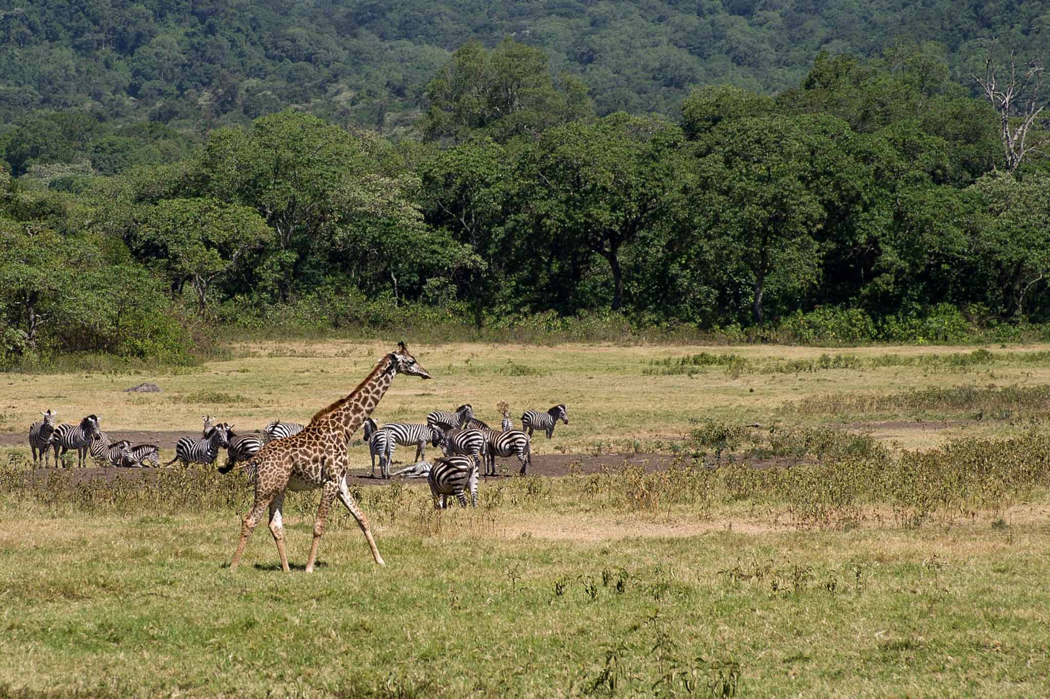 SAFARI AFRICA