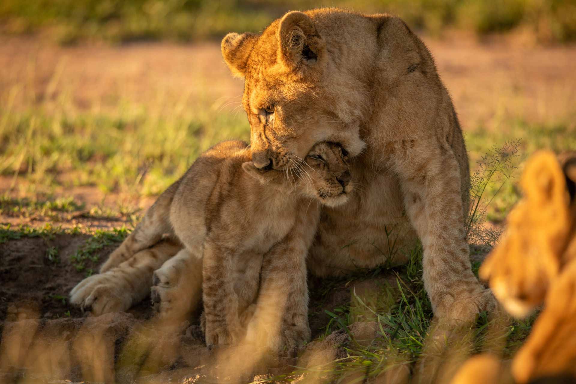 SAFARI AFRICA
